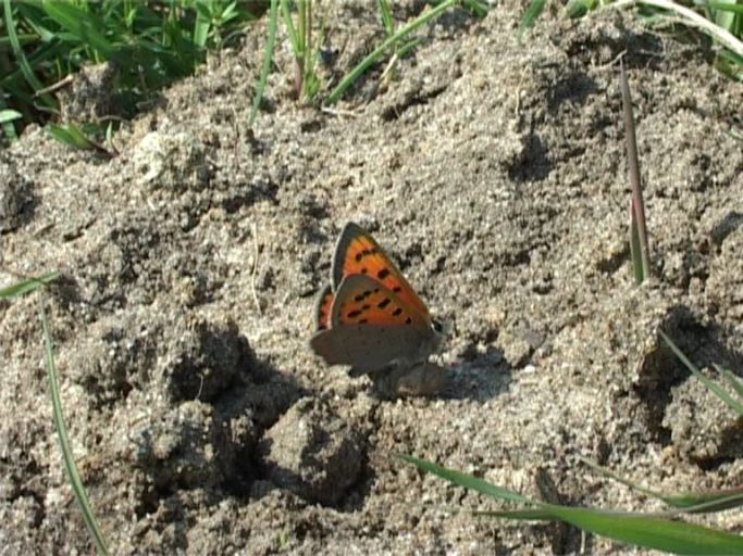 Kleiner Feuerfalter ( Lycaena phlaeas ), Flügelunterseite : Kalkar, NSG Wisseler Dünen, 22.04.2005